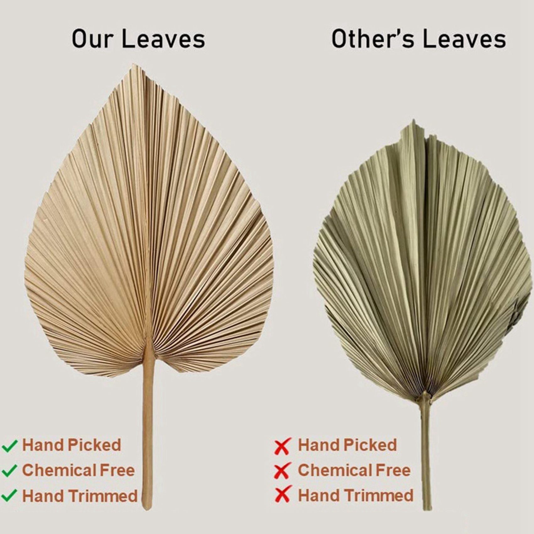 Palm Leaf Dried - 8 قطع من أوراق النخيل الطبيعية