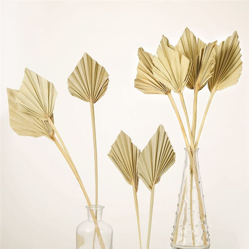 أوراق نخيل مجففة صغيرة طبيعية  - مراجعة Palm Leaf Dried وسعره