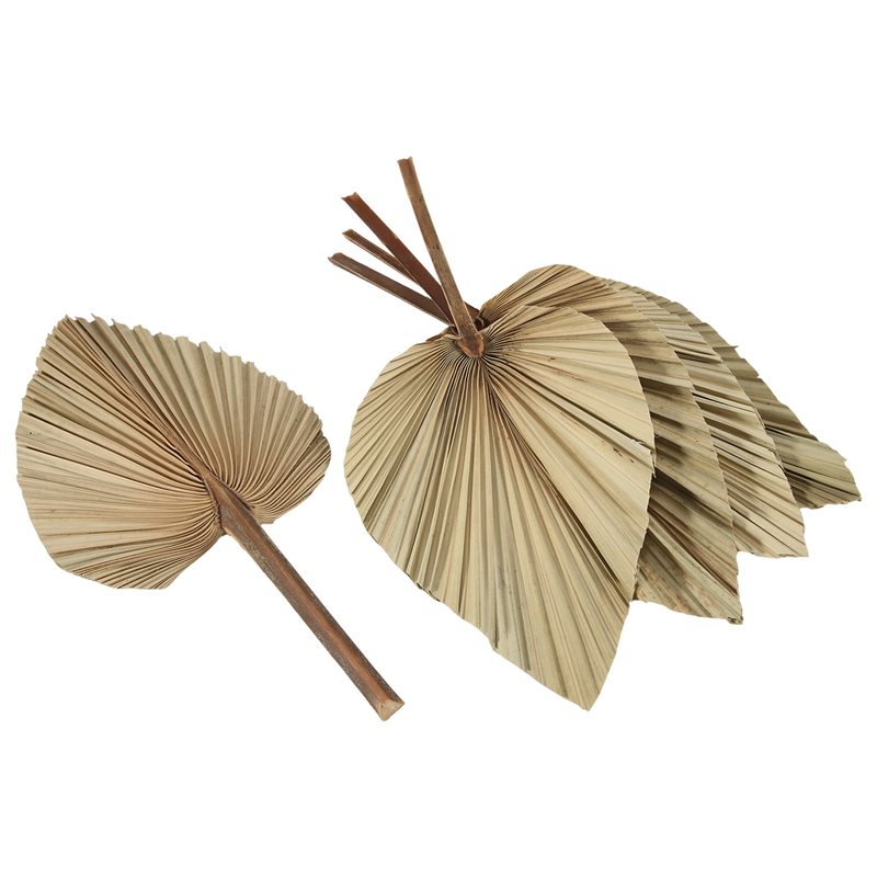 5 قطع من أوراق النخيل الطبيعية - مراجعة Palm Leaf Dried وسعره