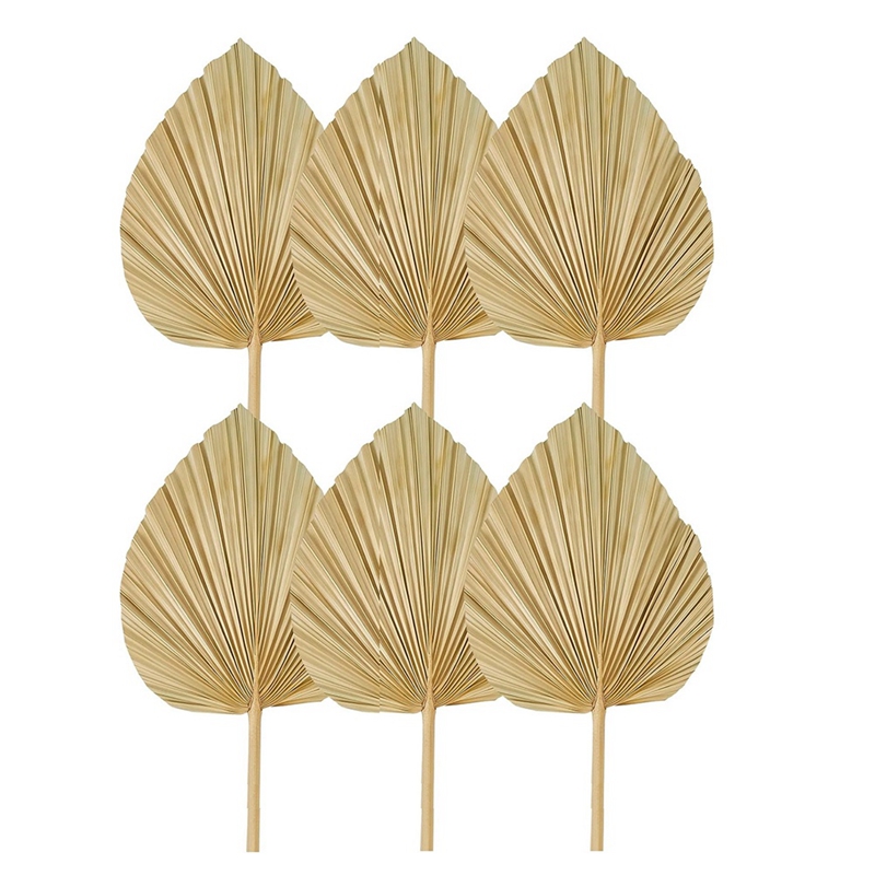 جديد 6 قطعة أوراق النخيل المجف - مراجعة Palm Leaf Dried وسعره