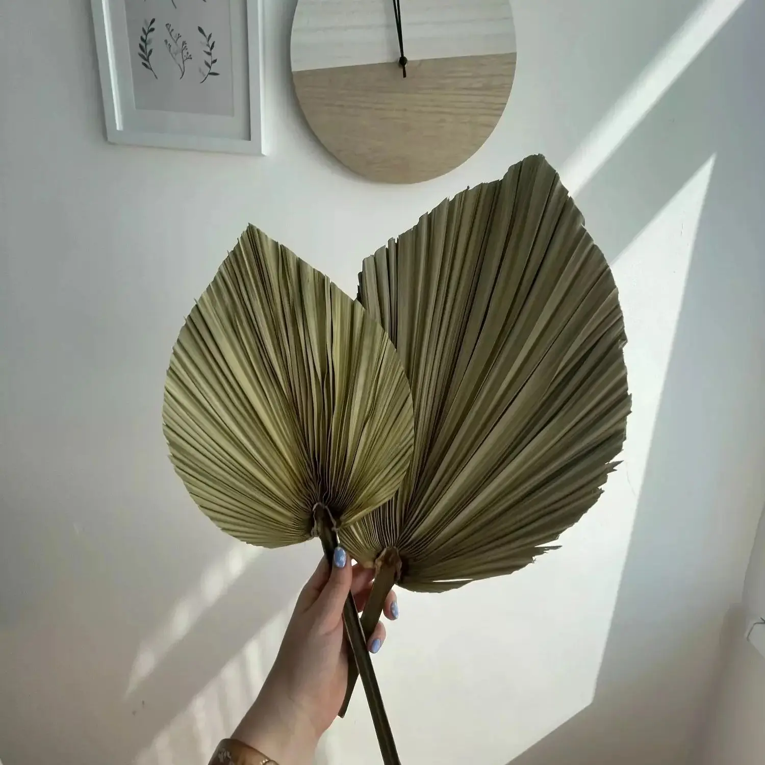 أوراق نخيل مجففة طبيعية، باقة  - مراجعة Palm Leaf Dried وسعره