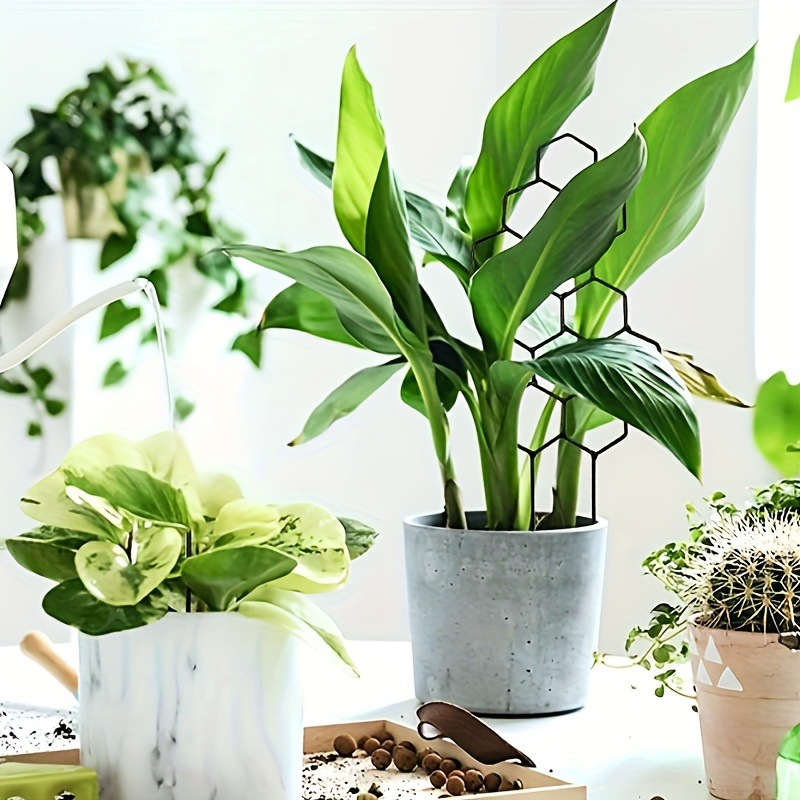 دعامة نباتات بتصميم خلية النحل - مراجعة Florist Supp وسعره